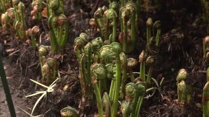 春を代表する山菜「コゴミ」収穫盛ん　大雪で栽培施設の一部倒壊、収穫量は3割減の見込み　秋田・北秋田市