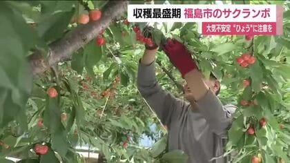 大気の状態が非常に不安定　“ひょう”による農作物の被害などに注意【6月12日・福島県】