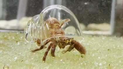 “ガラスの貝殻”でヤドカリの姿が丸分かり! 普段は見えない「腹肢」の役割も興味深い
