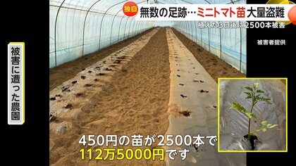 【独自】「窃盗団にやられた！！」植えたばかりの“ミニトマト苗”2500本盗まれる　被害額112万円超…プロの犯行か　茨城・下妻市