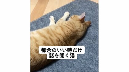 「都合のいい時だけ話を聞く猫」名前を呼んでも無視を決め込む猫が“ちゅ〜る”の言葉に即反応…いつものことか聞いた