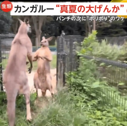 ムキムキカンガルー“真夏の大げんか”！なぜか「ポリポリ」が止まらない…体を落ち着かせるため？　千葉市動物公園