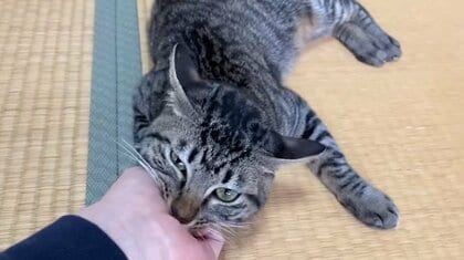 ただいま→即ガブリ！「2日ぶりの再会」で飼い主をあちこち噛みまくる子猫に爆笑…なぜこうなっちゃうのか聞いた