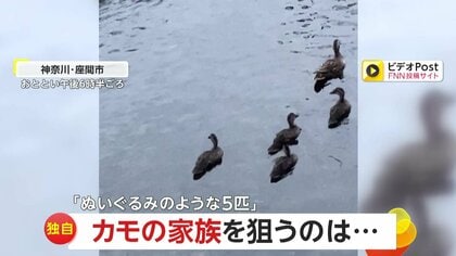 【独自】「食べられないかハラハラ」“可愛い“5匹のアライグマが茂みから鋭い視線…狙われたカモの家族　専門家「じゃれたくて見てるだけ」　神奈川・座間市