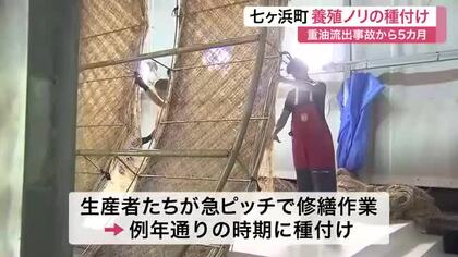 重油流出事故から復活へ　七ヶ浜町で養殖ノリの種付け開始「昨シーズンの分も取り返したい」〈宮城〉