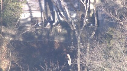 多摩動物公園で脱走していたオオカミ1頭を捕獲、28日は臨時休園に