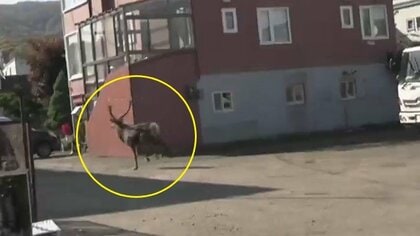シカ　角　北海道 札幌市で大きな角のシカが住宅街や商業施設付近をウロウロ…
