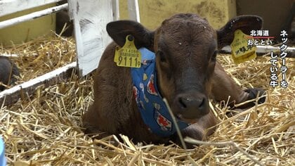 【異常な暑さ】牛にネッククーラーも…、牛・豚・鶏など深刻ダメージ　食卓にも影響か？ 専門家「今後も家畜の死が増える」