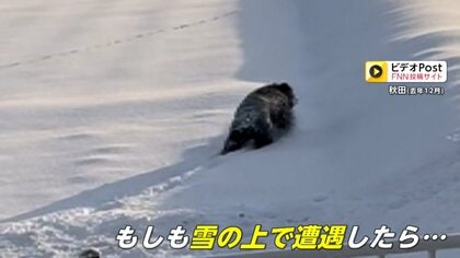 “災害級”クマ被害スキー場に異変も「安心して滑れる」もしものためサイレンや爆竹準備　雪上でも「普通に突進」専門家が警鐘「建物や車の中に避難を」