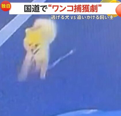 【独自】リード引きずりトコトコ…小さな犬が国道を“逃走”　飼い主は「疲れ果てたような表情」犬は「追いかけられて楽しげ」　熊本