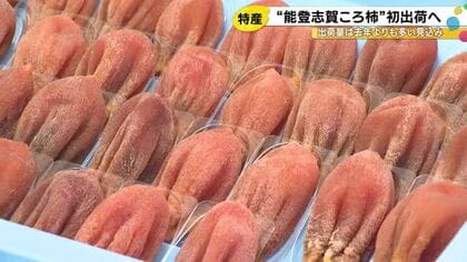 『能登志賀ころ柿』の初出荷 去年より4千箱多い2万6千箱見込む 秋以降は天候に恵まれて甘い仕上がりに