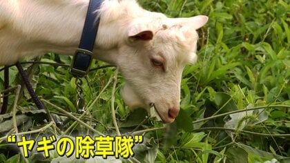 荒れた土地でムシャムシャ･･･&ldquo;ヤギの除草隊&rdquo;が耕作放棄地を草刈り！目指すのは「完璧な除草」ではなく「自然の形で土地を維持すること」