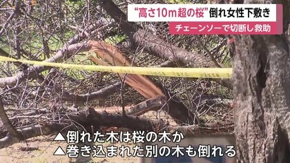 世田谷・砧公園で“高さ10メートル超の桜”倒木 70代女性が下敷きに…病院