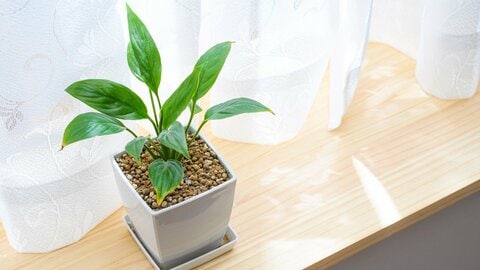 100円ショップの観葉植物はなぜ安い？初心者でも育てやすい種類は「スパティフィラム」か「フィカス」【いざ、100均ガーデニング】
