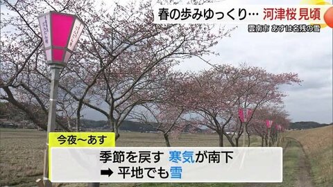 一足早く春を告げる「河津桜」　寒の戻りで“足踏み”も間もなく見ごろ　「命の洗濯…癒されました」　島根