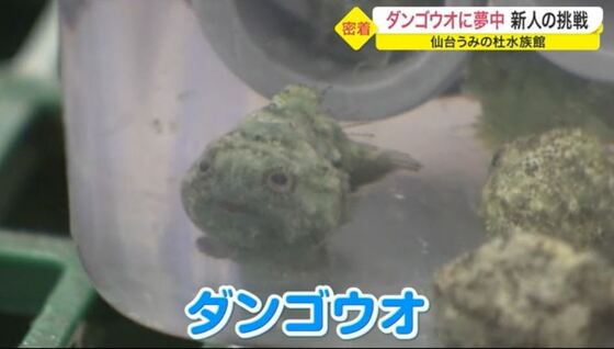 ダンゴウオの展示に奮闘 イルカと泳ぐのが夢 生き物の魅力引き出したい 水族館 2人の新人飼育員に密着 宮城発