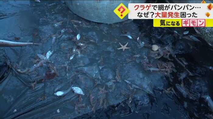 引き揚げられたクラゲなど