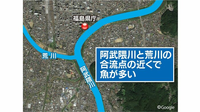 福島県庁の近くにはエサとなる魚が豊富な川がある