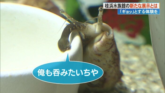まるで「俺も呑みたいちや」とでも言いたげなマガキガイ