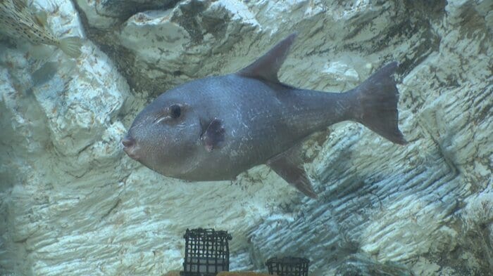 魚津水族館で展示される「ボウズモンガラ」