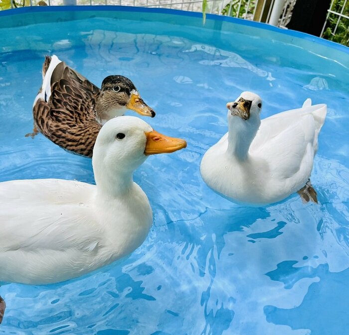 水浴び中