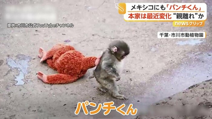 オランウータンのぬいぐるみを肌身離さず持ち歩いていたが…