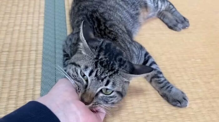 なでていた手をガブッ