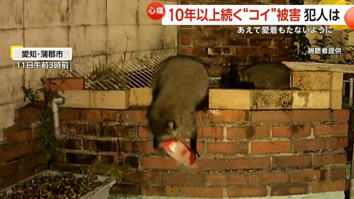 コイを咥えるアライグマ