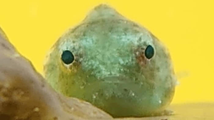 外見はまるでお団子のよう(提供:ヨコハマおもしろ水族館)