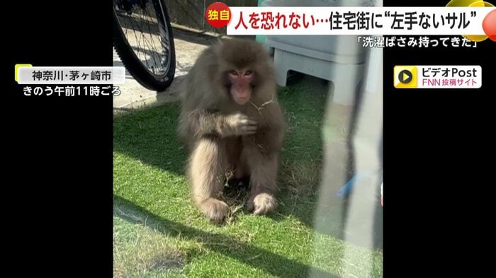 体育座りで草を食べるような仕草も
