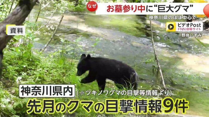 増えていたクマの目撃情報(視聴者撮影)
