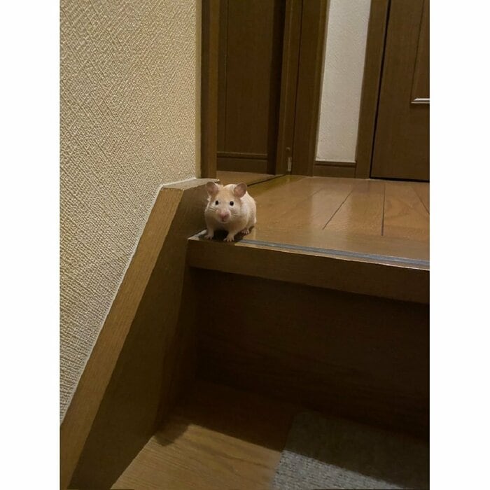 階段の上で見つかったきなこくん