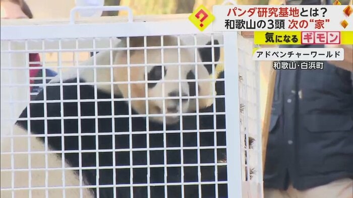 おりの中にいるパンダ