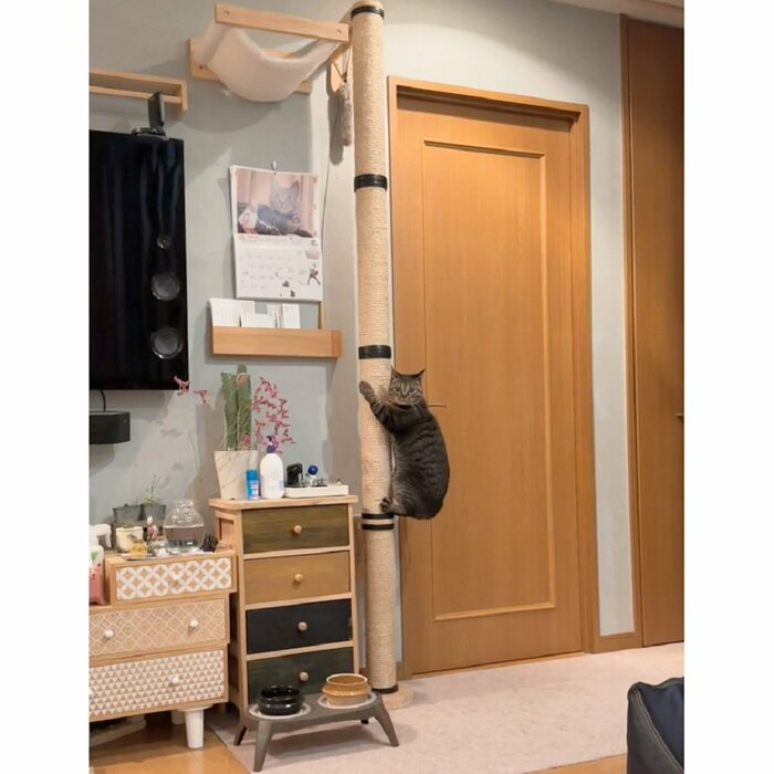 コアラがいる!? しかし、よく見ると…