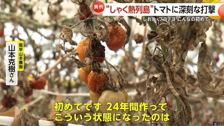 「24年間で初めて」トマトに深刻な打撃　“しゃく熱列島”でしおれてブヨブヨに…各地で降水量にも不安｜FNNプライムオンライン