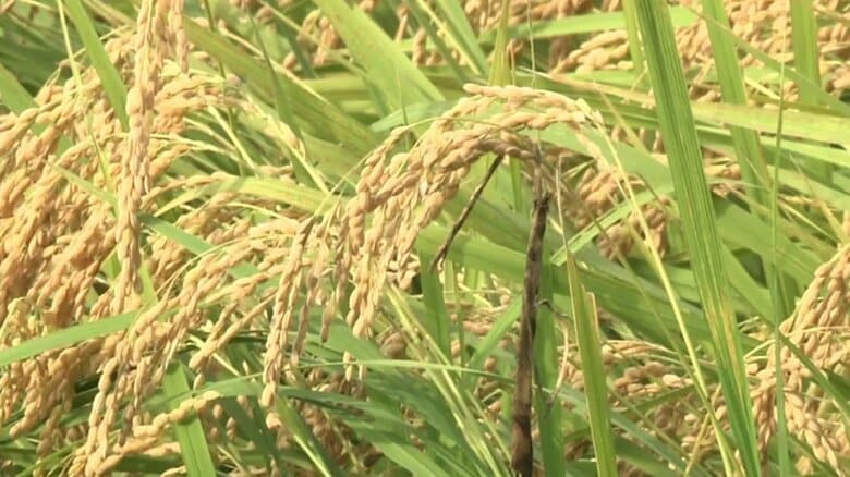 コメ値上がり続く…東京23区の消費者物価指数【5月】｜FNNプライムオンライン