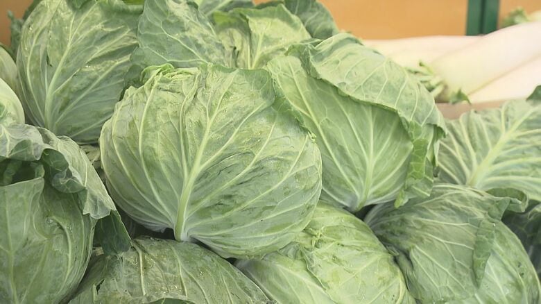 今が旬でも卸売価格が例年比3倍に…家庭や飲食店に影響広がる“キャベツショック” 今後の価格の見通しは｜FNNプライムオンライン