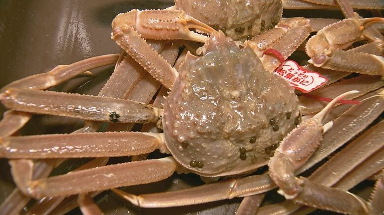 待望のかにシーズン到来！山陰の冬の味覚の代表格“松葉がに”漁解禁　飲食・観光業界も好スタートに期待膨らむ｜FNNプライムオンライン