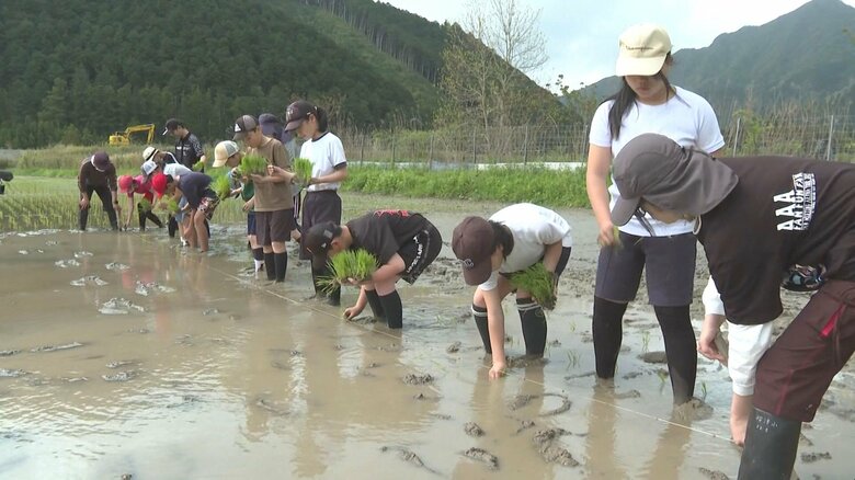 ぬかるむ田んぼで泥だらけに…小学生が昔ながらの田植えを体験 収穫後は食べて残った分を保護者らに販売予定｜FNNプライムオンライン