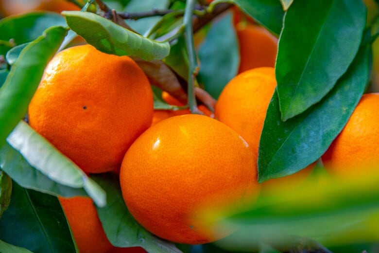 温州みかん、平均単価・出荷件数ともに前年比増も「過去最高」と「大玉化」-品質の二極化が加速