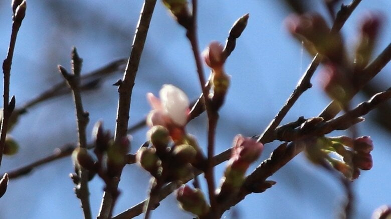 なるか？日本一早い“開花宣言”高知・宿毛市、独自の“標本木”に1輪開花｜FNNプライムオンライン