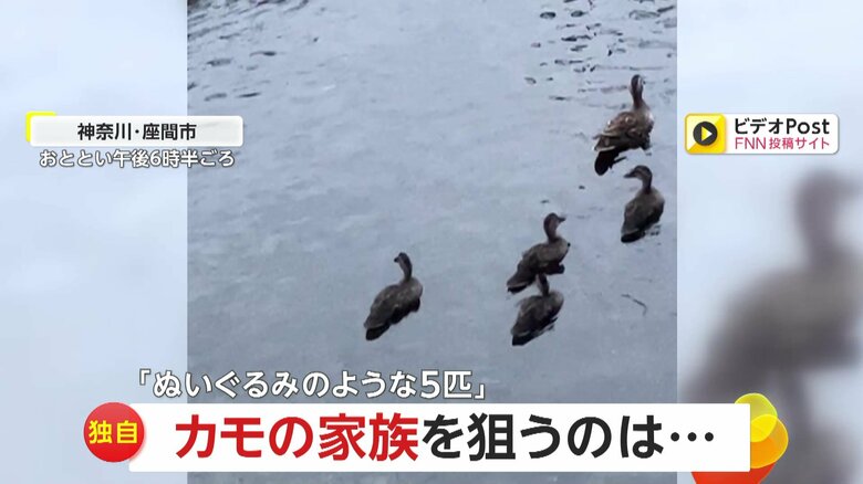 【独自】「食べられないかハラハラ」“可愛い“5匹のアライグマが茂みから鋭い視線…狙われたカモの家族　専門家「じゃれたくて見てるだけ」　神奈川・座間市｜FNNプライムオンライン
