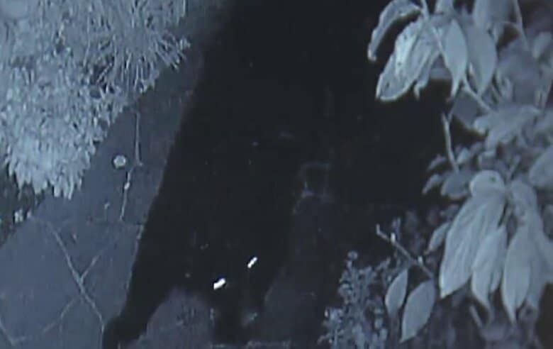 「クマ鈴で音立てると事故予防に繋がる」目撃相次ぐ都内で“クマ講習会”…被害は午前6時～8時が特に多い傾向（イット！調べ）｜FNNプライムオンライン