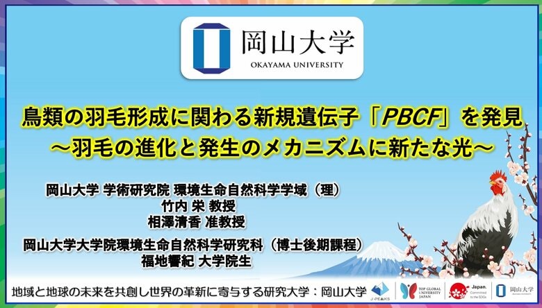 【岡山大学】鳥類の羽毛形成に関わる新規遺伝子「PBCF」を発見~羽毛の進化と発生のメカニズムに新たな光~