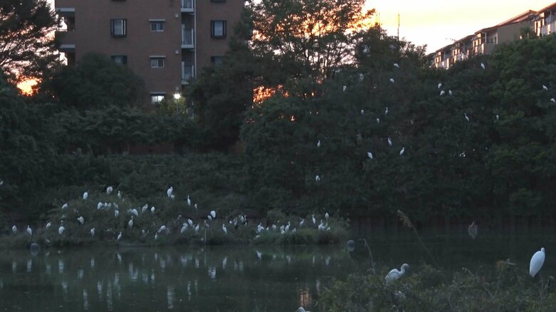 公園の木々に止まる大量の“サギ”