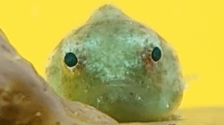 外見はまるでお団子のよう(提供:ヨコハマおもしろ水族館)