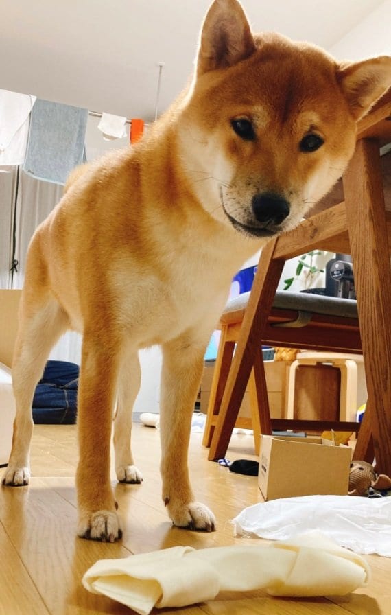 自慢気な顔の琥太郎くん