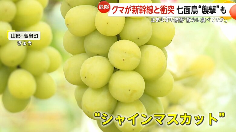 シャインマスカット約500房を食い荒らされる被害に遭った農園
