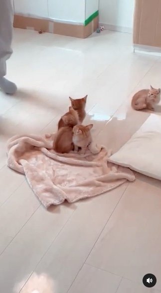 提供：oimo & yuzukiさん