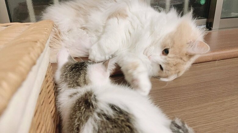 ぷん太郎くんを構うまゆちゃん